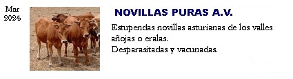 Novillas